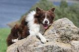 BORDER COLLIE 712